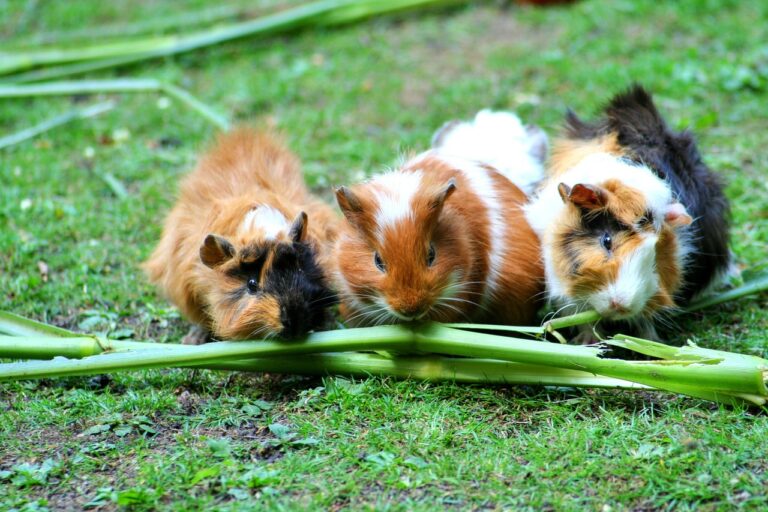 guinea-pig-208438_1280