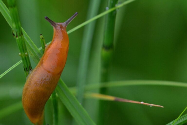 cropped-slug-4464126_1280