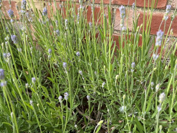 How to Propagate Lavender From Cuttings (The Complete Free Guide)
