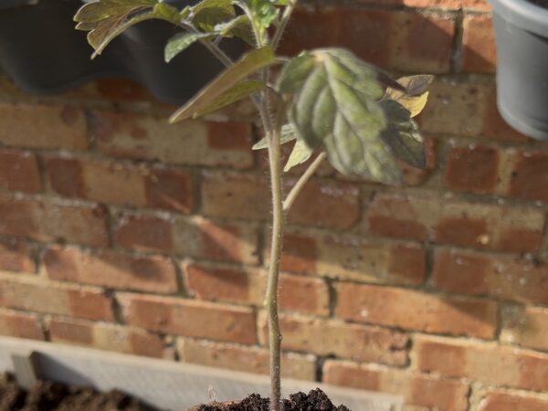 How to Grow Infinite Supermarket Basil & Multiply Your Tomato Yields