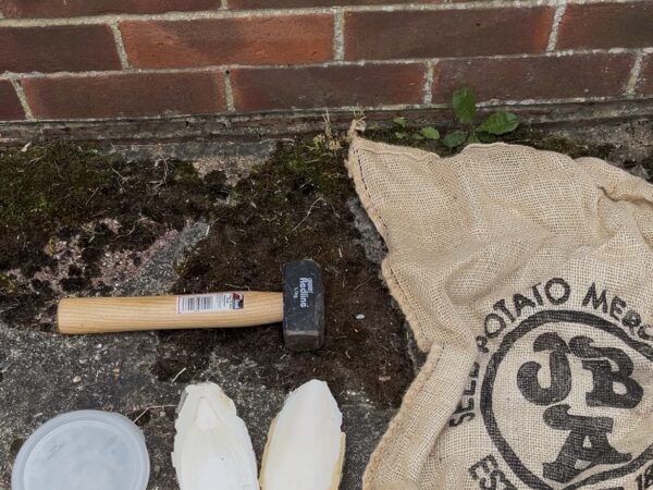 Why Cuttlefish Bones Are the Secret Weapon Your Tomato Plants Need