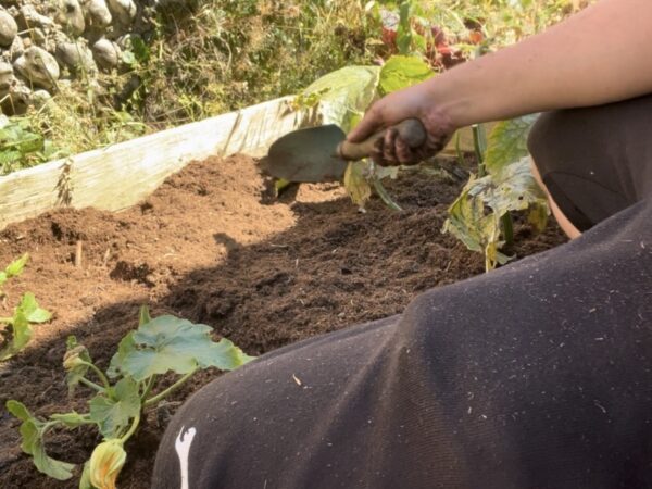 Don’t Leave Garden Beds Empty! How to Replant After a Garlic Harvest